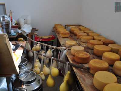 Qui ha sede un'azienda zootecnica che produce formaggio
